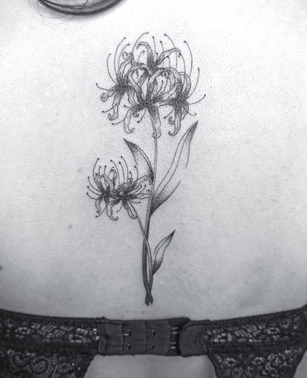 fineline lycoris